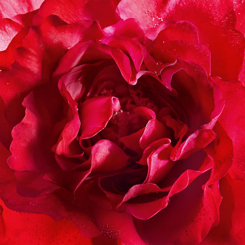 Mon Guerlain Bloom of Rose Eau de Parfum 100ml